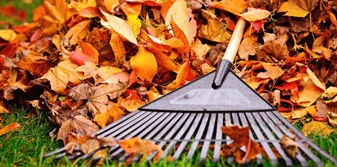 031519-autumn-leaves-1-1110x550