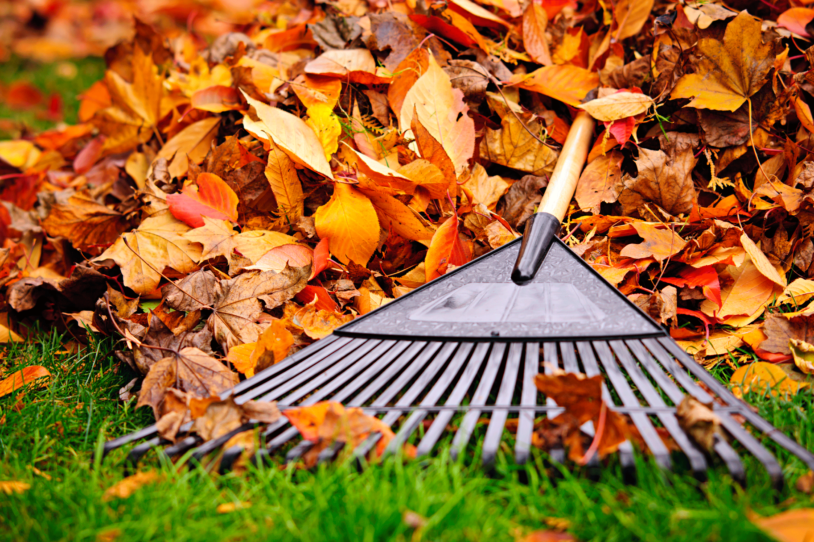 031519-autumn-leaves-1