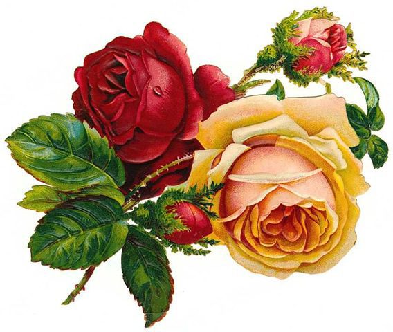 free-vintage-roses-red-and-yellow-with-buds