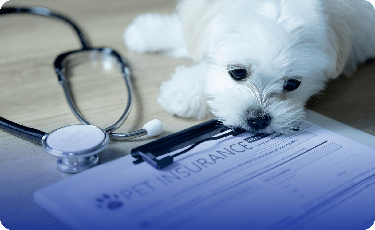Cute puppy near insurance documents and stethoscope