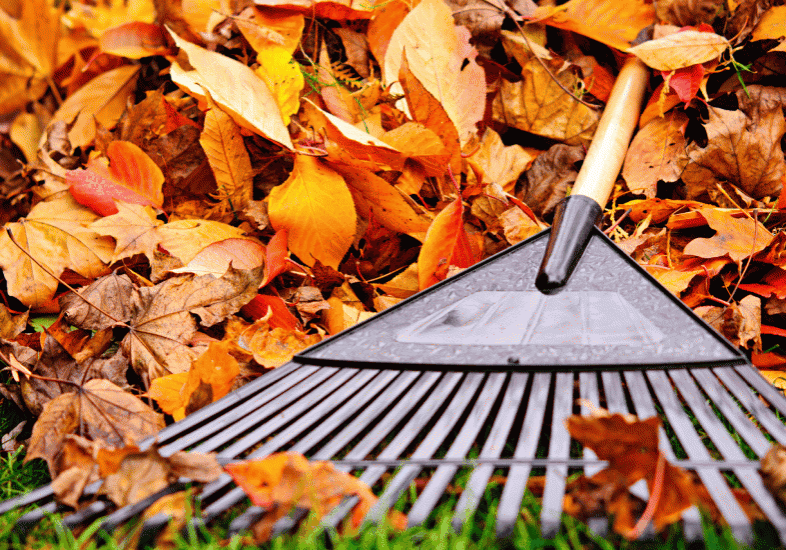 031519-autumn-leaves-1-1110x550