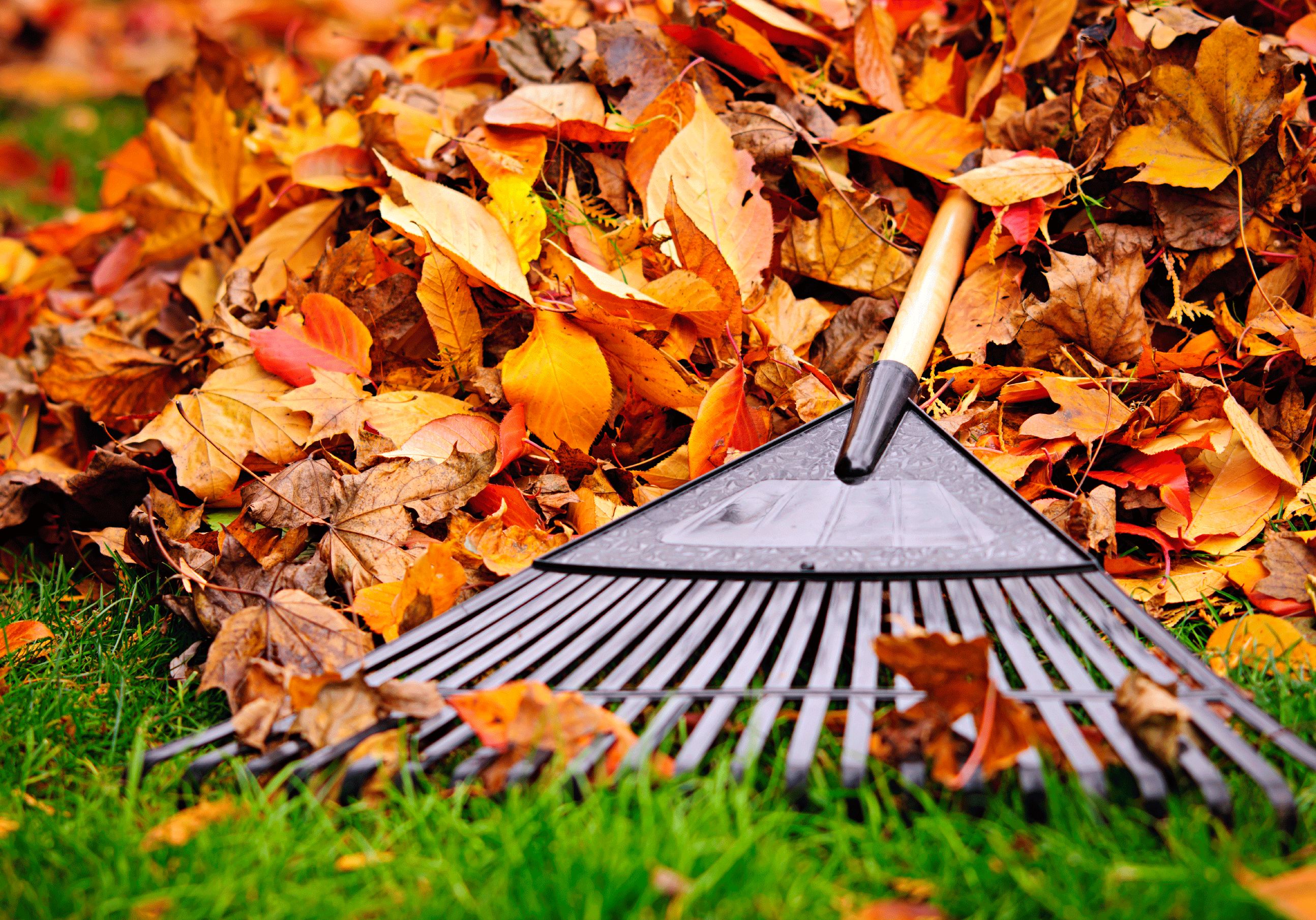 031519-autumn-leaves-1