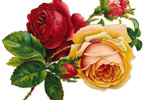 free-vintage-roses-red-and-yellow-with-buds